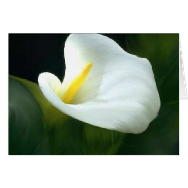 Blank Calla Lily Card (Front Horizontal)