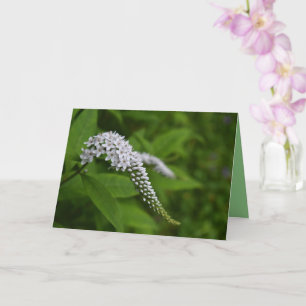 Blank card - beautiful white gooseneck flower