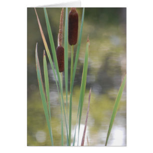 Blank Card - Cattails