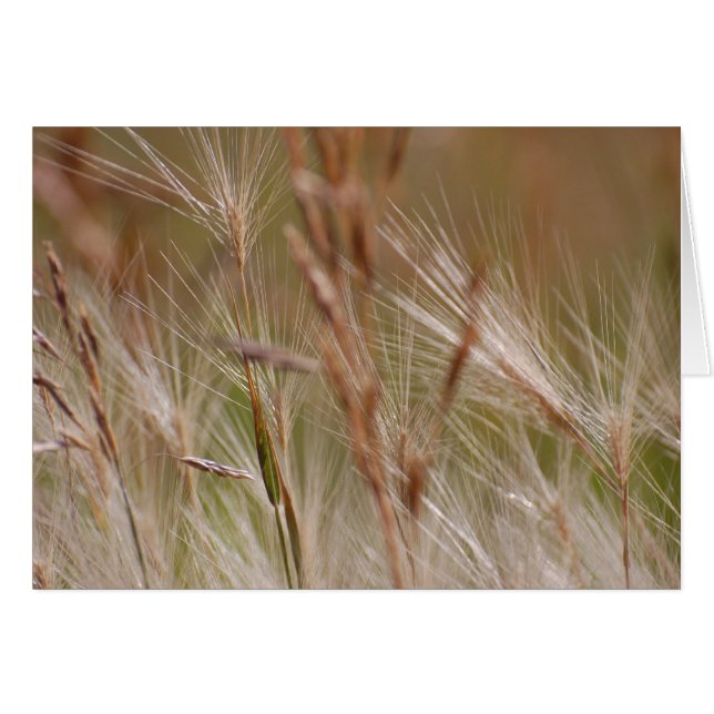 Blank Card - Feathered Grasses (Front Horizontal)