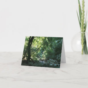 Blank Card, Muir Woods Thank You Card