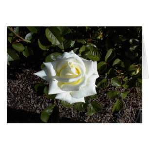 Blank card: One Pale Yellow Rose