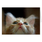 Blank Card with Adorable Orange Tabby Kitten
