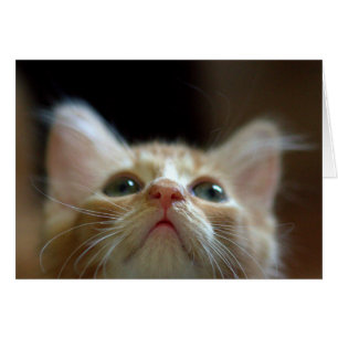 Blank Card with Adorable Orange Tabby Kitten