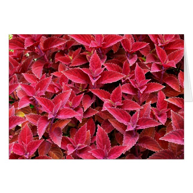 Blank Card with Coleus Background (Front Horizontal)