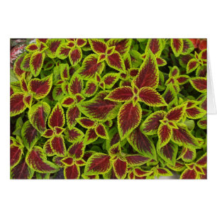 Blank Card with Coleus Background