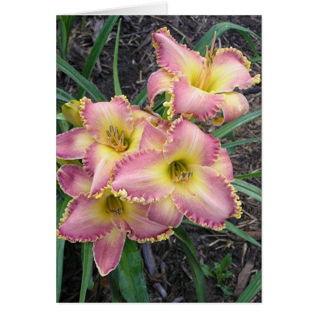 Blank Card with Mojave Morning (Front)