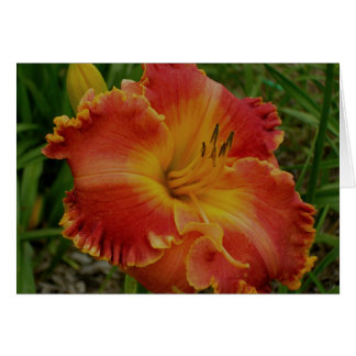 Blank Card with Orange Daylily