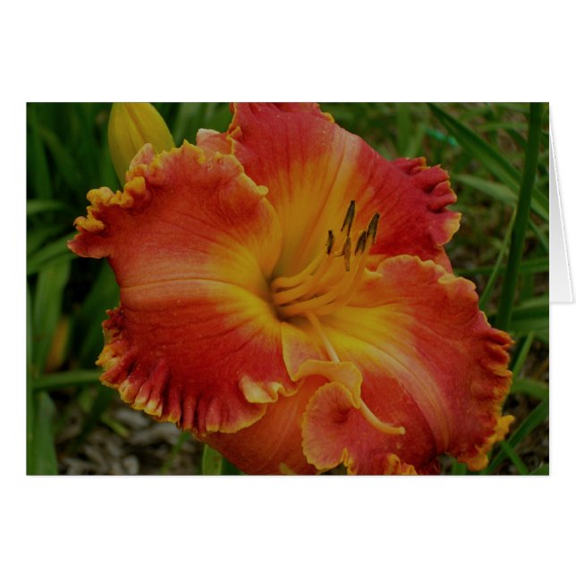 Blank Card with Orange Daylily (Front Horizontal)
