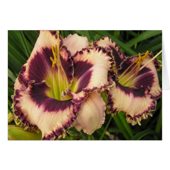 Blank Card with Pair of Eyed Daylilies (Front Horizontal)