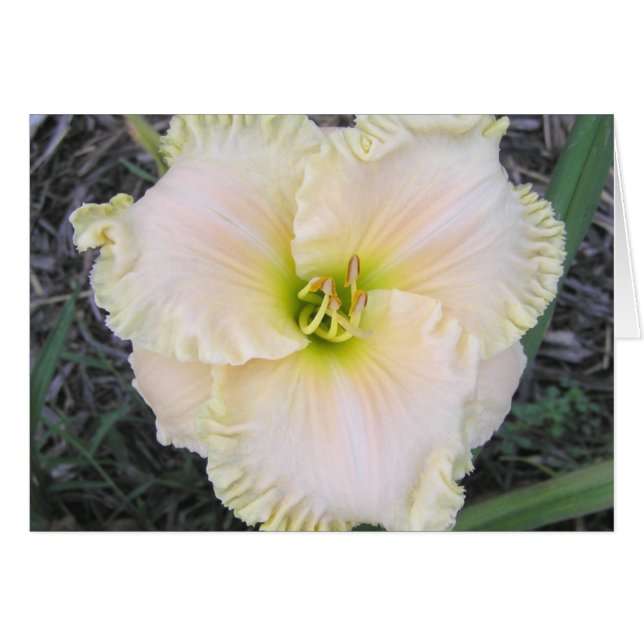 Blank Card with Perfect Form Daylily (Front Horizontal)