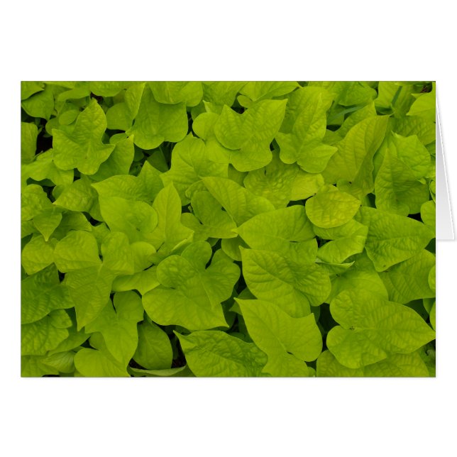 Blank Card with Sweet Potato Vines (Front Horizontal)