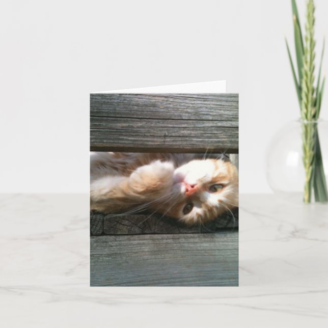 blank cat note card (Front)