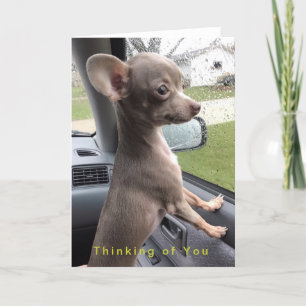 Blank Chihuahua greeting card - Thinking of You