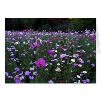 Blank-Cosmos Field