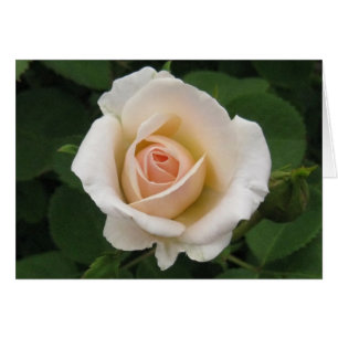 Blank-Cream Rose