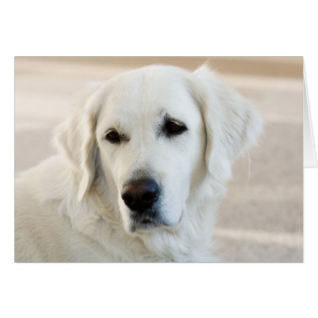 Blank Golden Retriever Card (Front Horizontal)