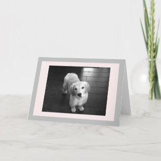 Blank Golden Retriever Puppy Greeting Card
