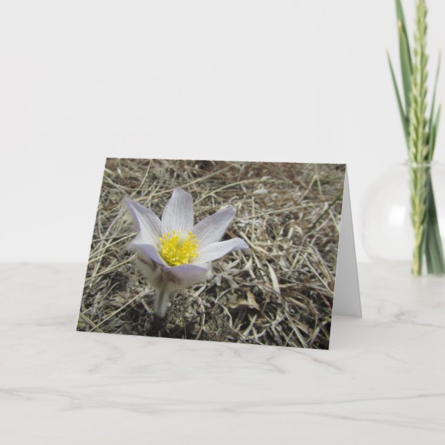 Blank Greeting Card (Front)