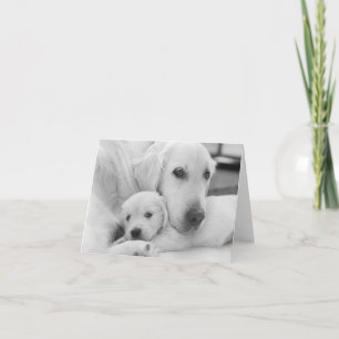 Blank Greeting Card