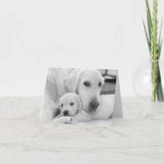 Blank Greeting Card
