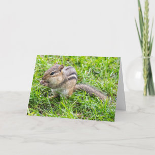 Blank Greeting card Chipmunk