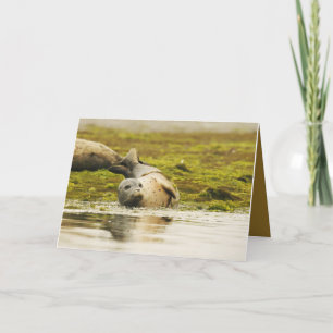 Blank Greeting card featuring harbour seal