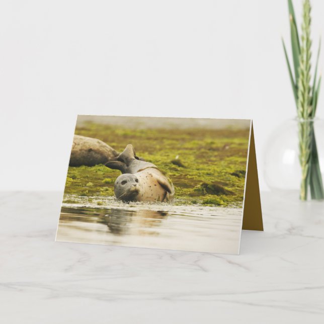 Blank Greeting card featuring harbour seal (Front)