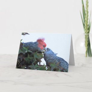 Blank Greeting Card featuring "Kissing" Cockatoos