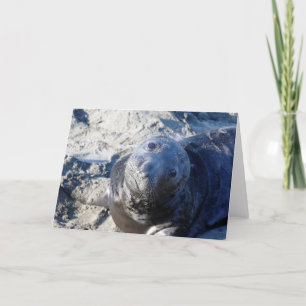 Blank Greeting Card featuring Seal pup