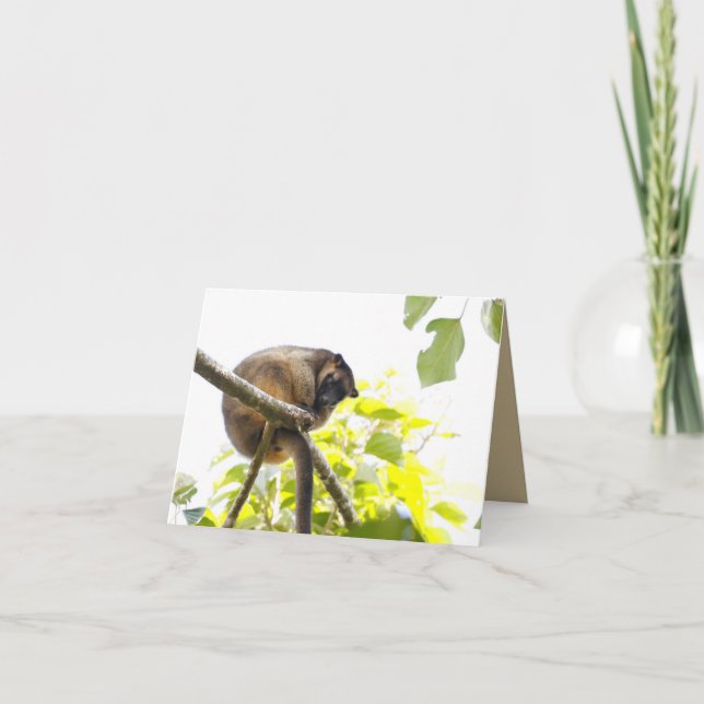 Blank Greeting card featuring Tree Kangaroo (Front)