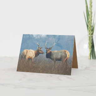 Blank Greeting card featuring Tule elk pair