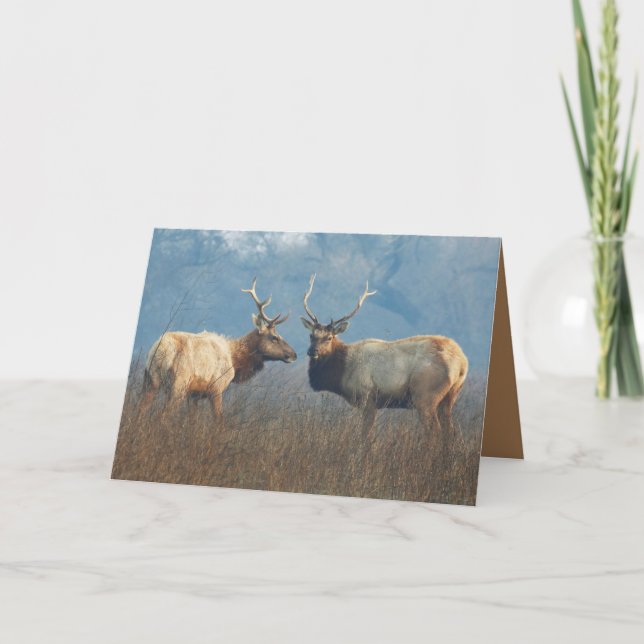 Blank Greeting card featuring Tule elk pair (Front)