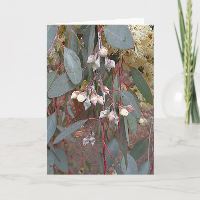 Blank Greeting Card - Gum Nuts (Front)