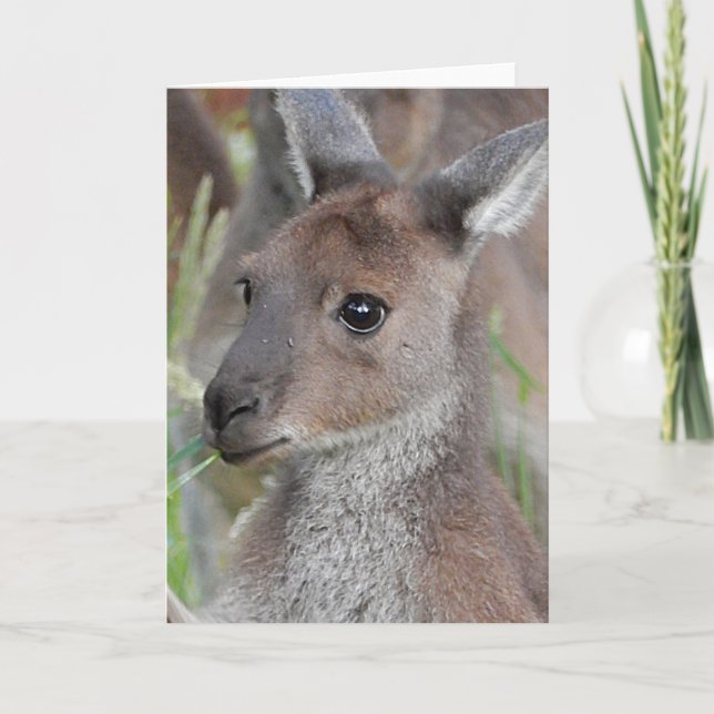 Blank Greeting Card - Kangaroo Joey (Front)
