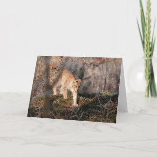 Blank Greeting Card: Prowling Lynx Card