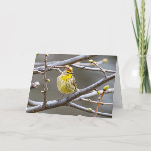 Blank Greeting card Warbler