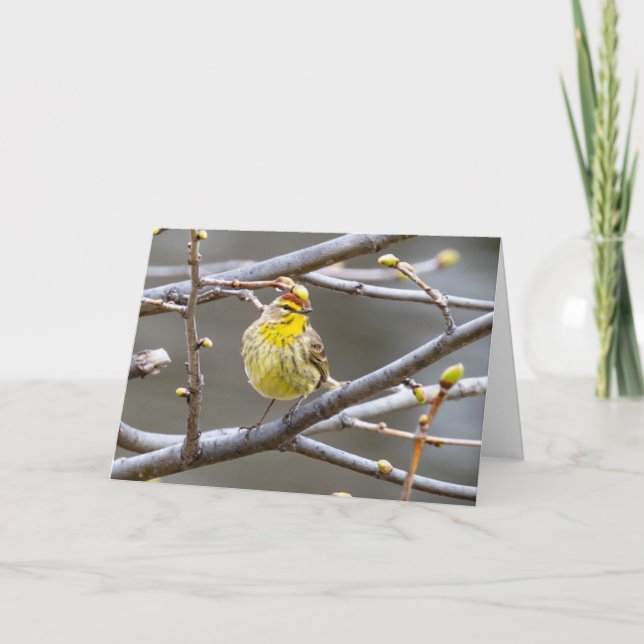 Blank Greeting card Warbler (Front)