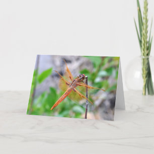 Blank Greeting Card with Dragonfly photo