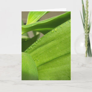Blank greeting card with happy green Orchid leaves