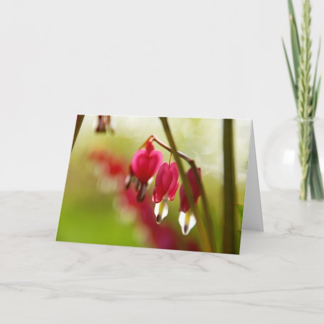 Blank greeting card with photo of Bleeding Hearts (Front)