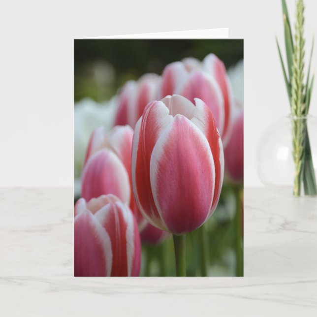 Blank Greeting Card with Pink Tulips (Front)