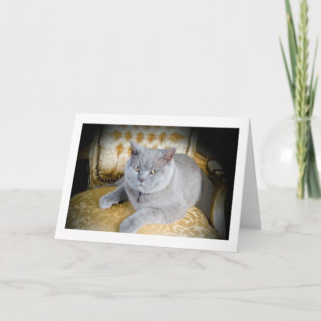 Blank Greetings Card: Grumpy Grey Cat! Card (Front)