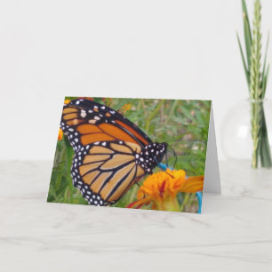 blank inside butterfly card