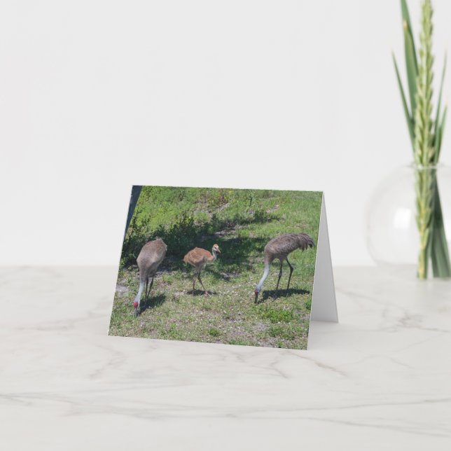 Blank Inside,  Florida Sandhill Cranes Photograph Card (Front)