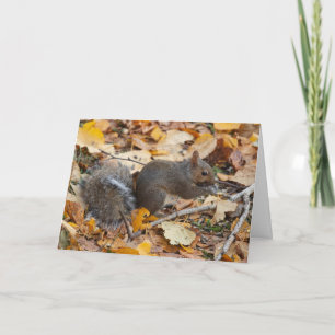 Blank inside greeting card Squirrel