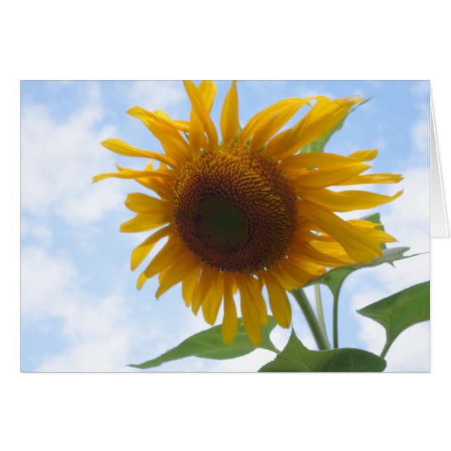 Blank Inside Sunflower (Front Horizontal)