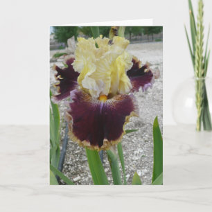 Blank Iris Card -"BATTLE OF THE BANDS"