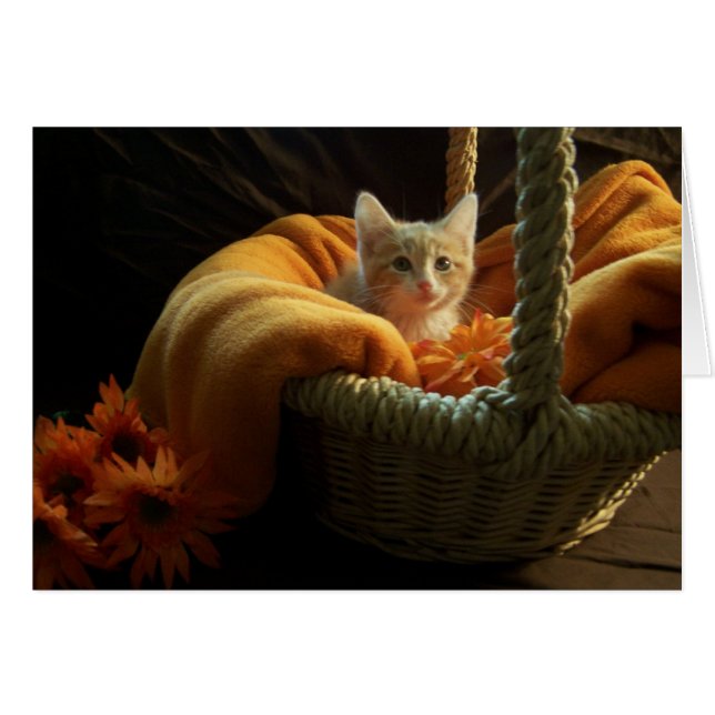 blank kitten card (Front Horizontal)