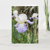 Blank light purple Iris Flower Card